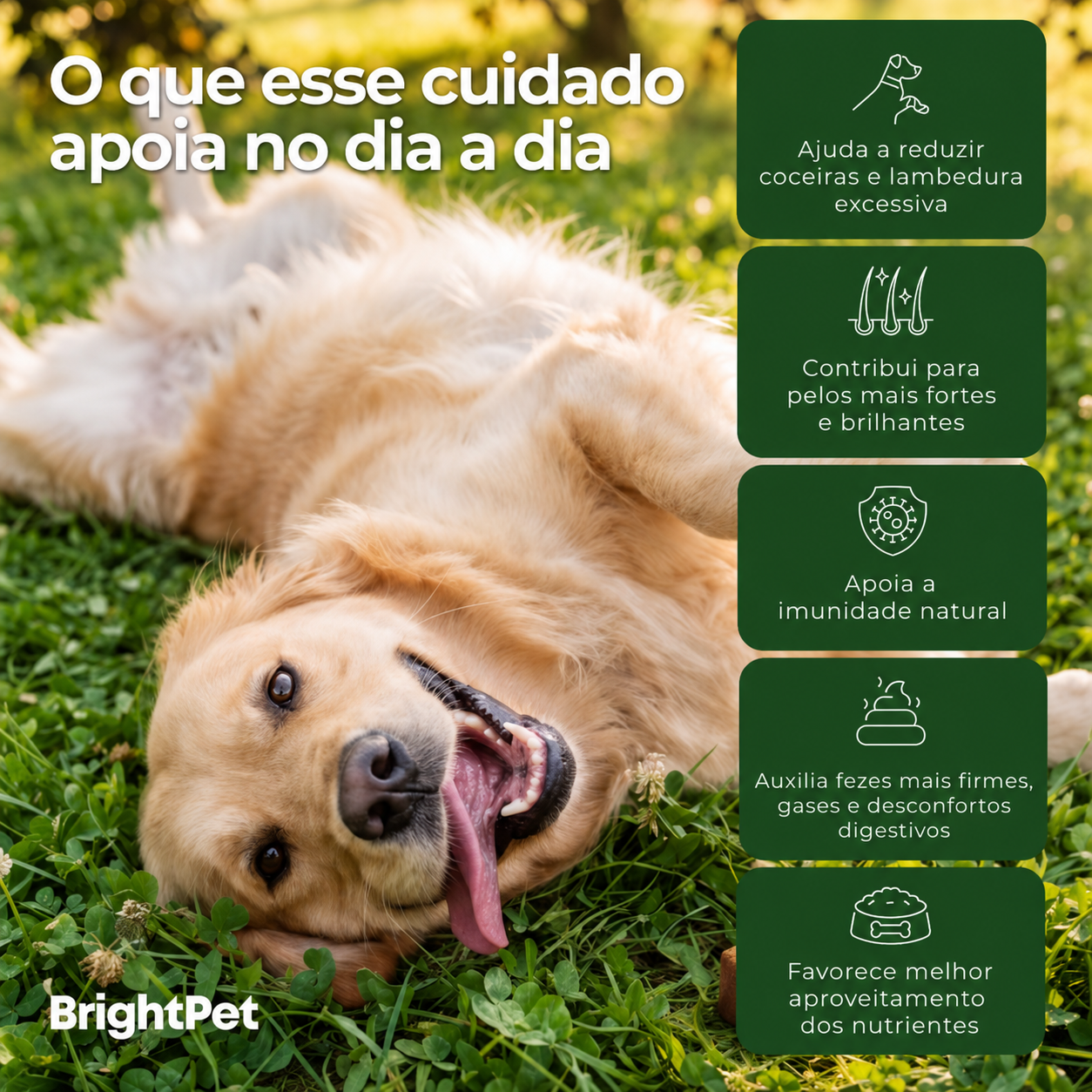 Apoia o equilíbrio intestinal do seu cão